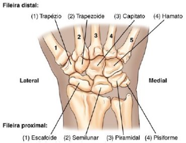 Ossos Da M O E Punho Carpos Metacarpos E Falanges Anatomia Papel E Caneta