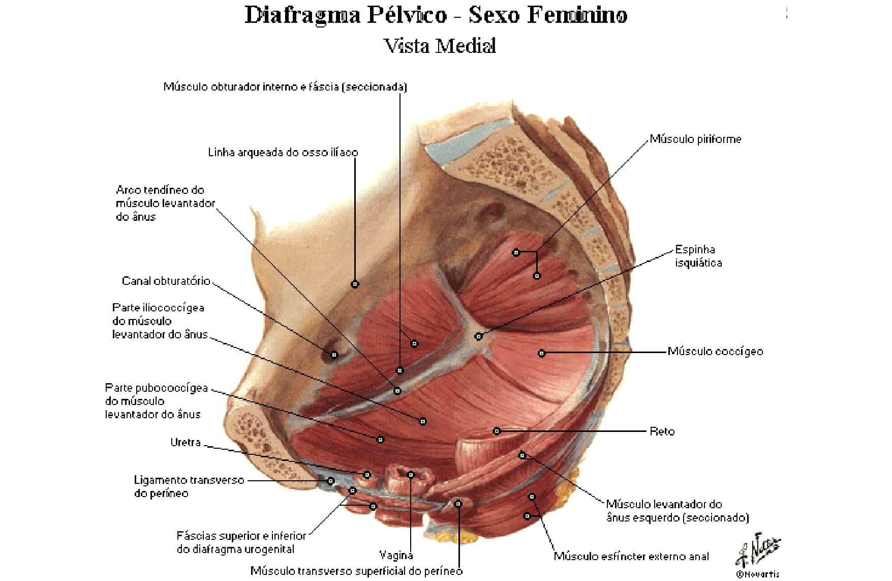 Diaphragm Porn