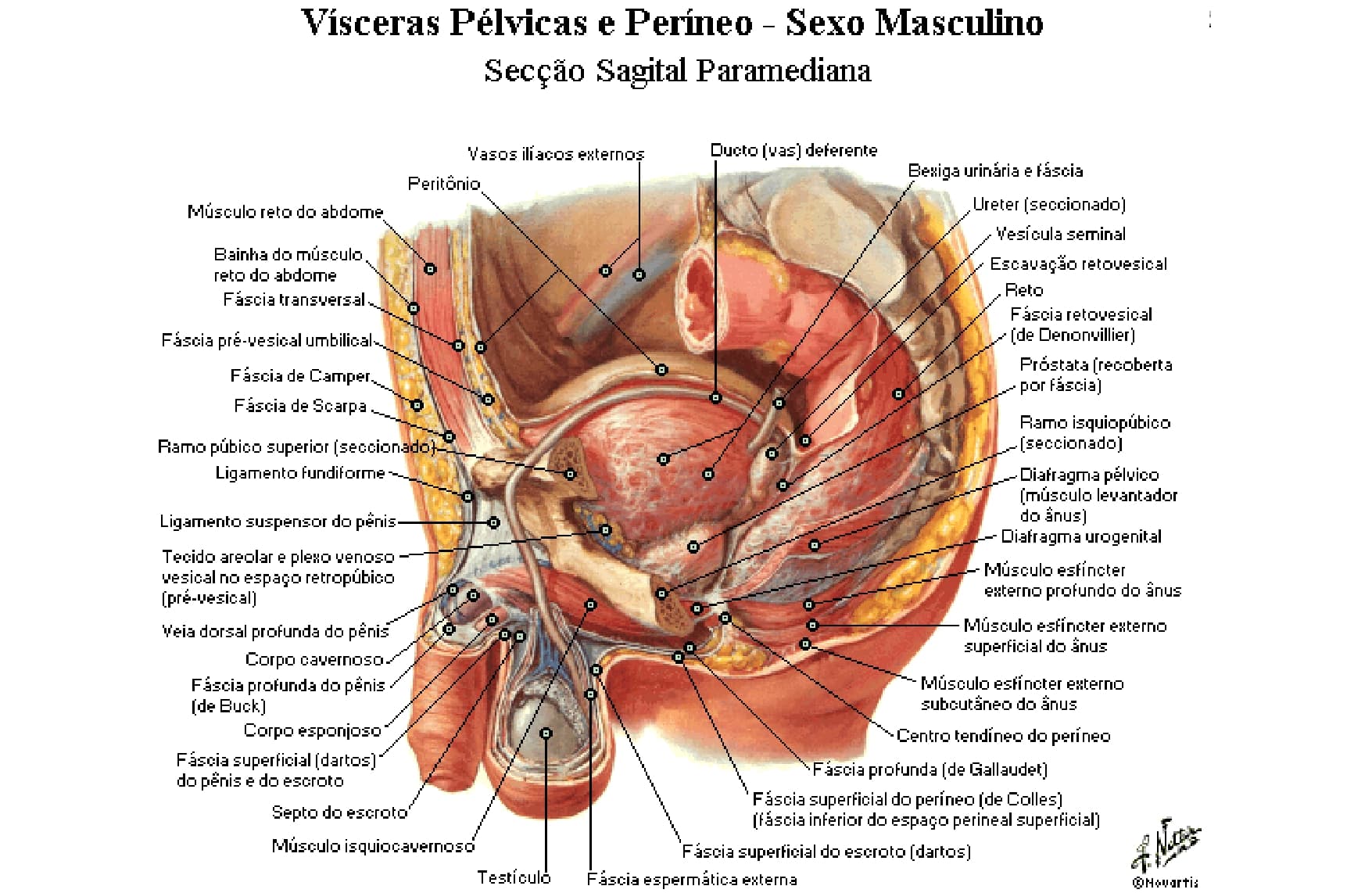 Sistema reprodutor – Anatomia papel e caneta