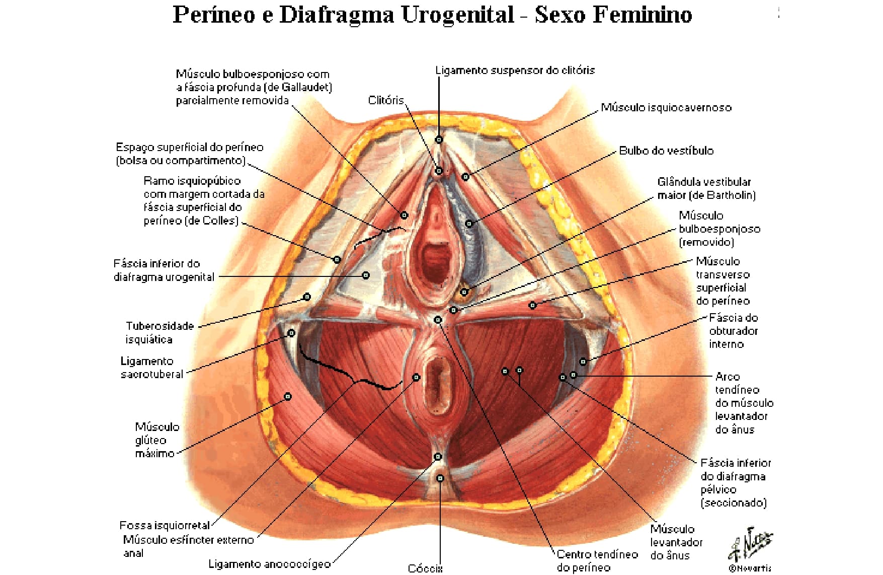Строение наружных половых органов женщины анатомия