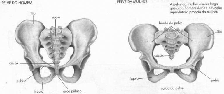 pelve masculina e feminina – Anatomia papel e caneta