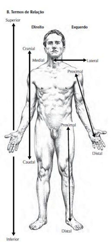 Termos de posição e direção do corpo humano – Anatomia papel e caneta