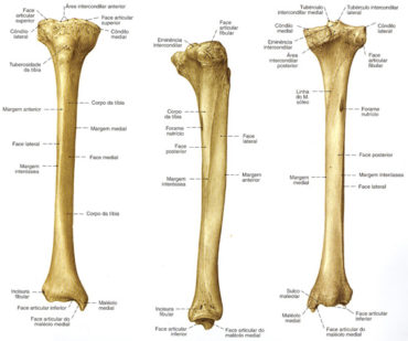 Ossos tíbia e fíbula – Anatomia papel e caneta