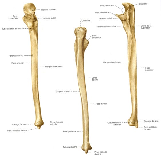 Anatomia do úmero Quiz