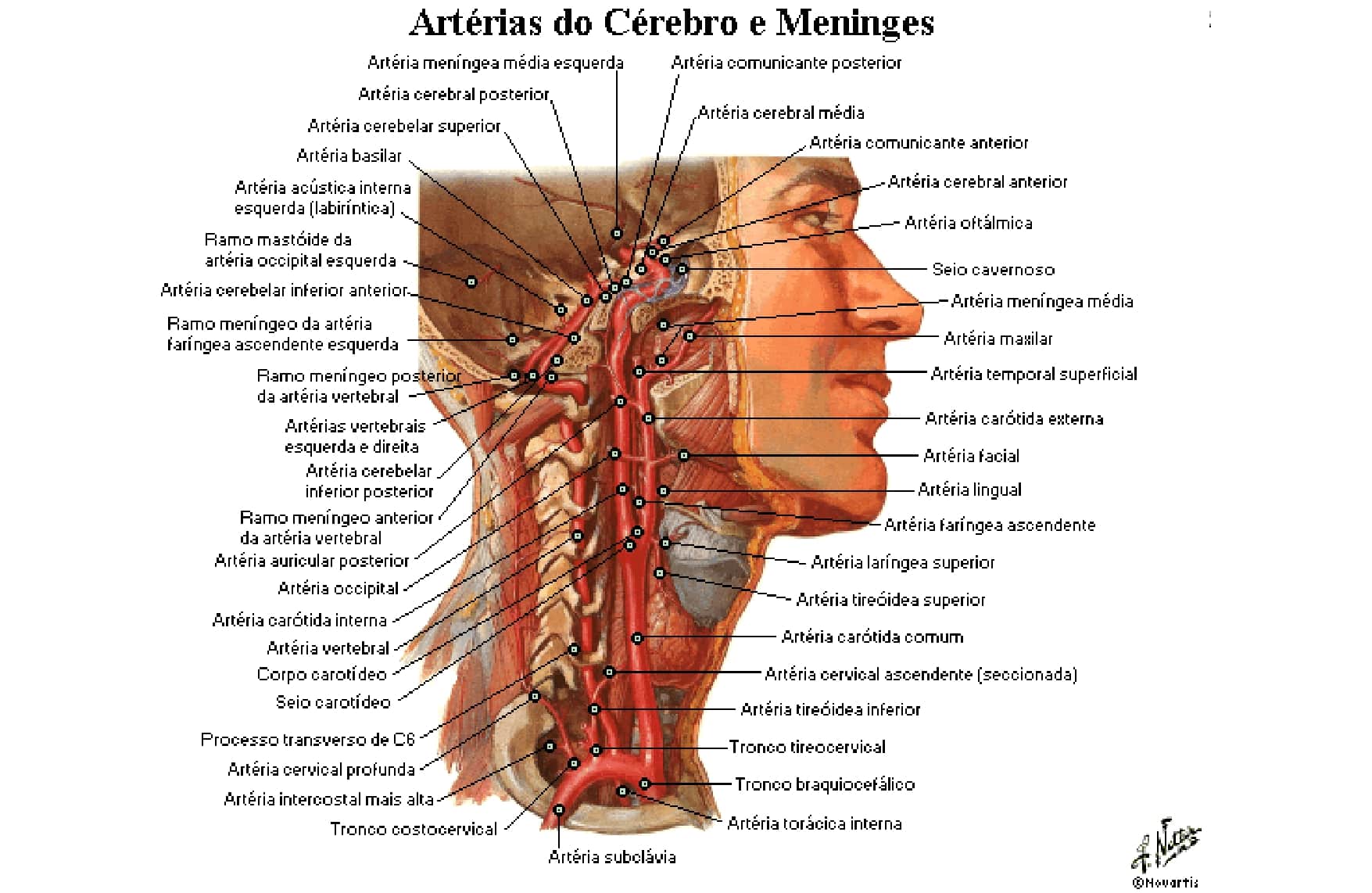 Enc Falo Art Rias Anatomia Papel E Caneta