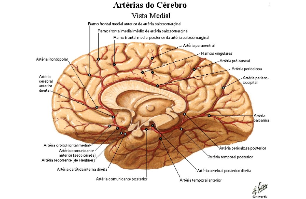 Encéfalo Artérias Anatomia papel e caneta