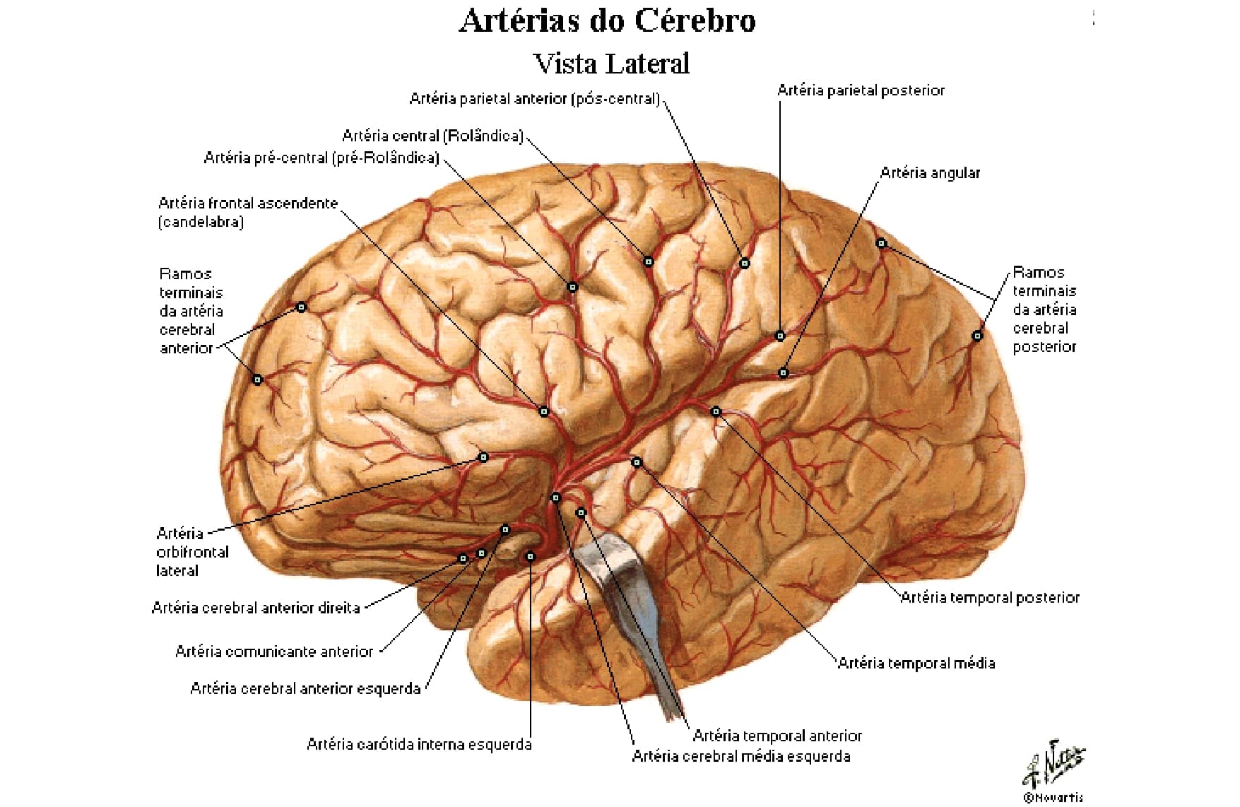 Enc Falo Art Rias Anatomia Papel E Caneta