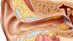 cerumen – Anatomia papel e caneta