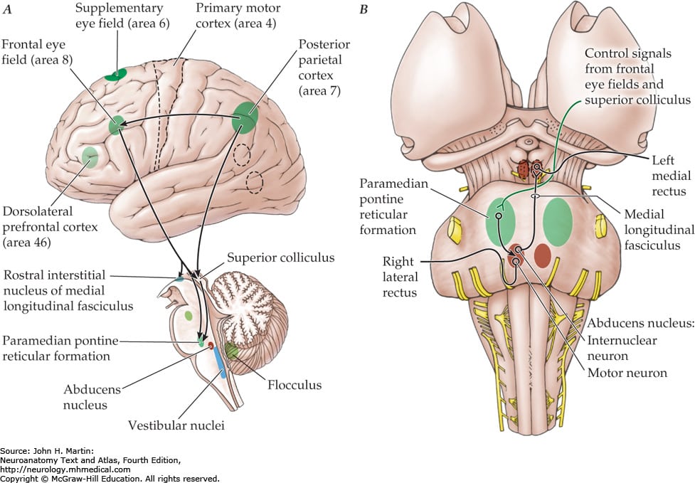 formação reticular 2 – Anatomia papel e caneta