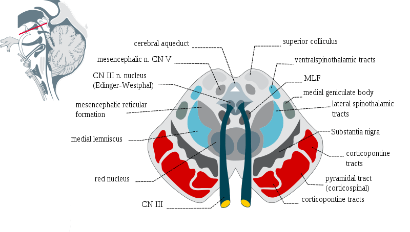 mesencéfalo – Anatomia papel e caneta