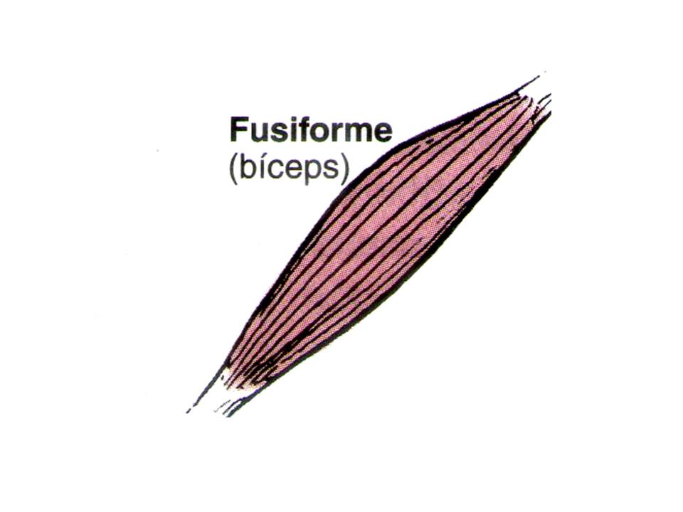 musculo fusiforme – Anatomia papel e caneta