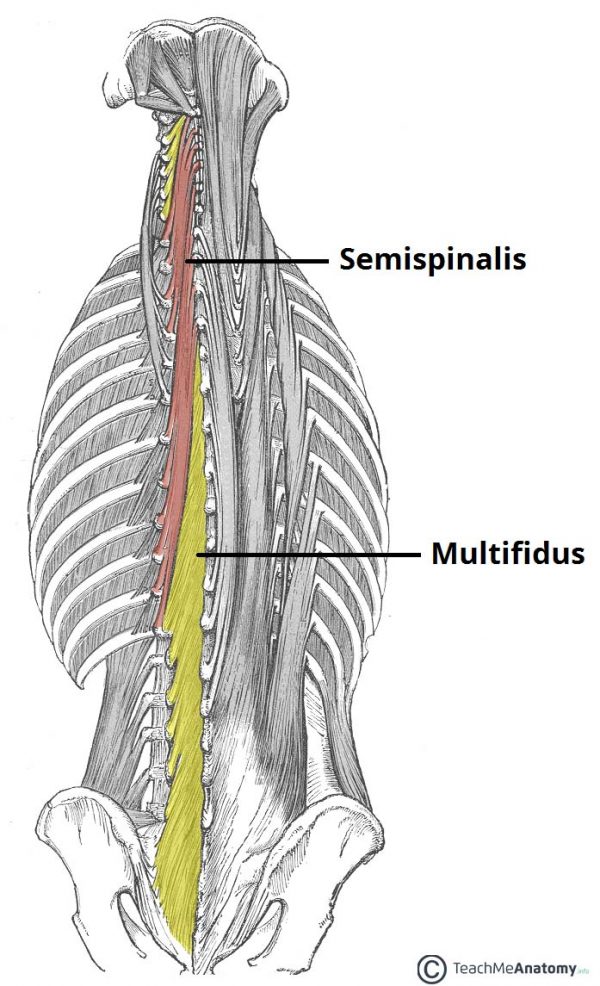 musculo semiespinal e multifidos | Anatomia papel e caneta