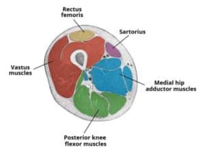 M Sculos Da Coxa Anatomia Papel E Caneta