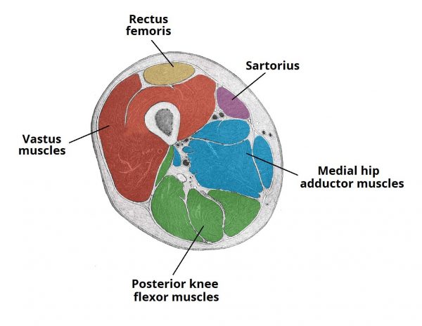 Anatomia aplicada Quadril e coxa- Músculos Quiz