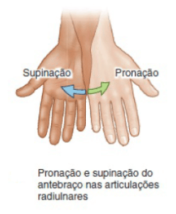 Movimentos Do Corpo Humano Anatomia Papel E Caneta