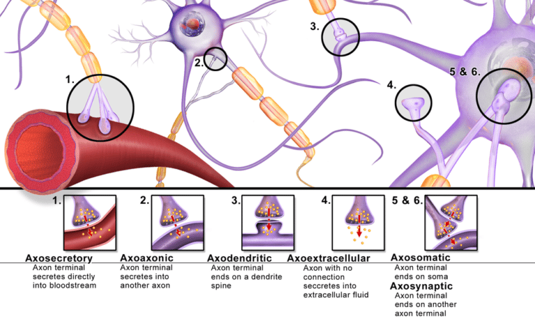 sistema-nervoso-anatomia-papel-e-caneta