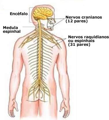 Painel de Anatomia Sistema Nervoso Mapas Escolares