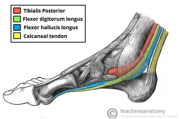 tibial posterior e flexor longo do hálux Anatomia papel e caneta