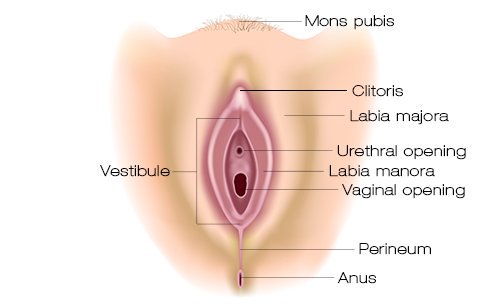 Orifício frontal? Vagina é bem diferente de ânus 