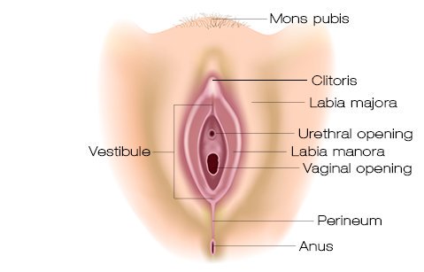 O Que é Vestíbulo Anatomia