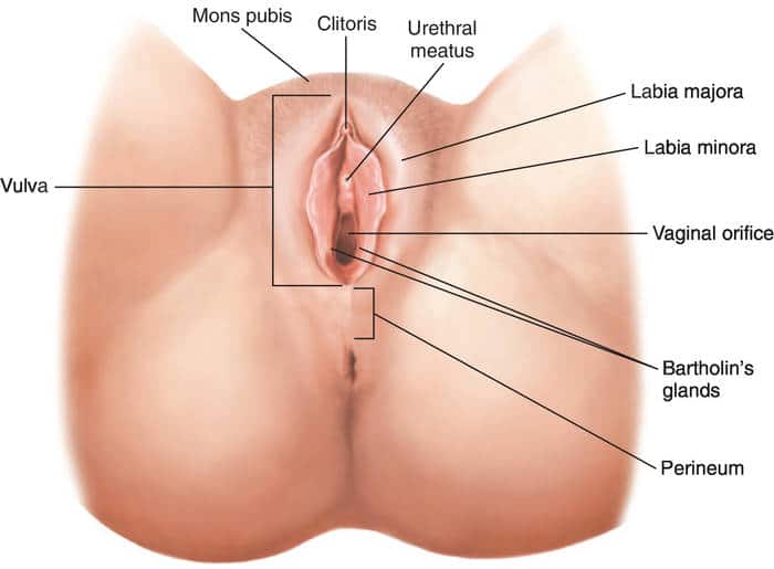 A vulva Ã© a regiÃ£o externa do Ã³rgÃ£o genital feminino, onde ficam os pelos e...