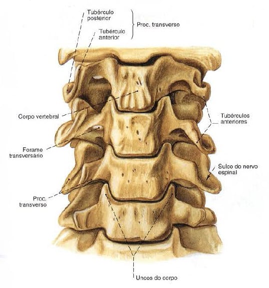 Vértebras cervicais – Anatomia papel e caneta