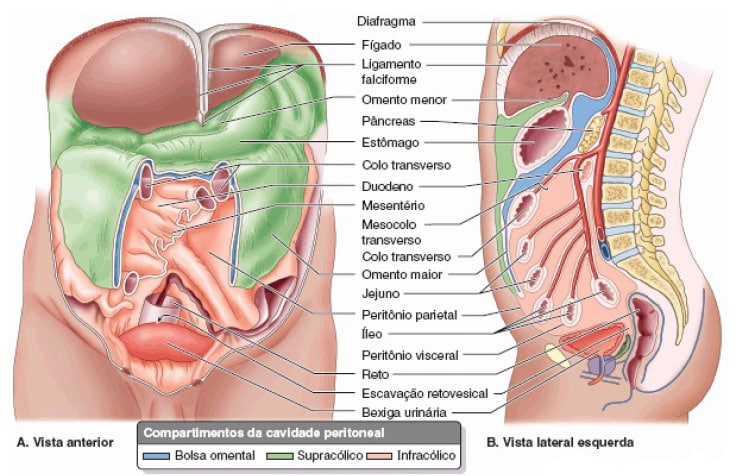 Peritônio e cavidade peritoneal: Anatomia e Função