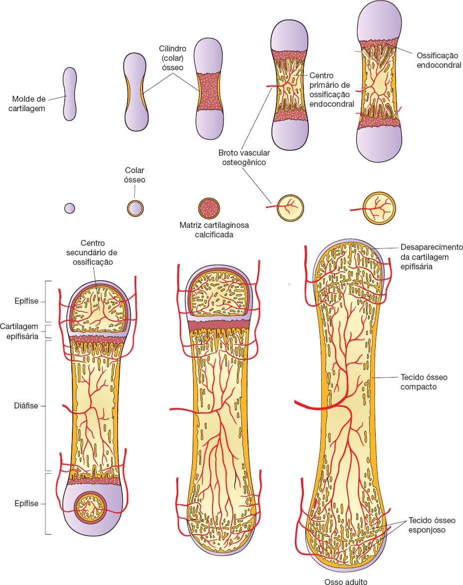 Tecido ósseo Anatomia papel e caneta Tecido ósseo Anatomia papel e caneta