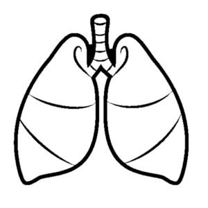 sistema respiratório