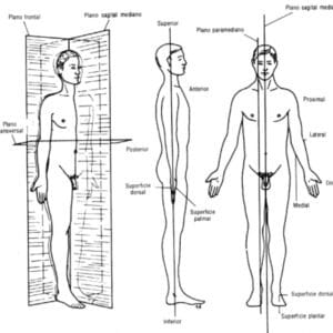 Termos de posição e direção​ do corpo humano
