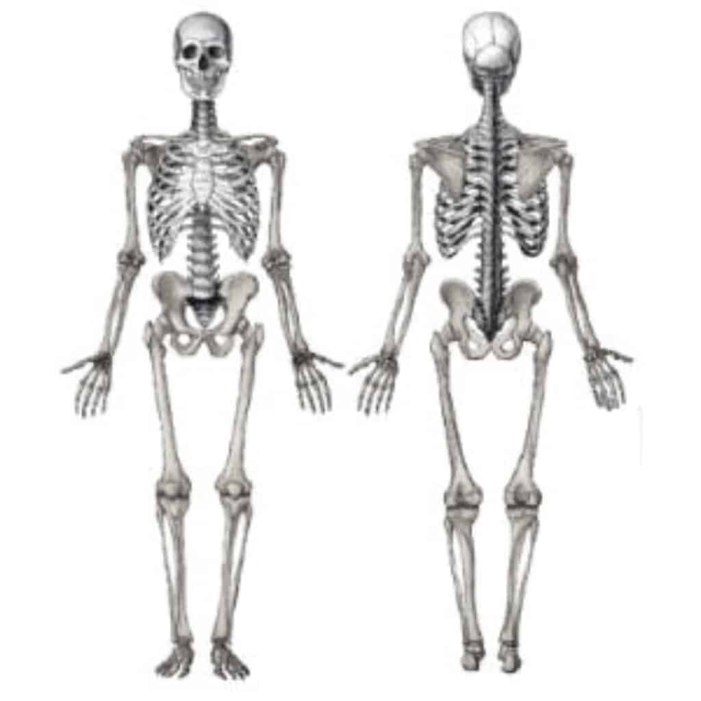 Esqueleto axial e apendicular