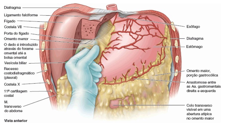 Peritônio e cavidade peritoneal: Anatomia e Função