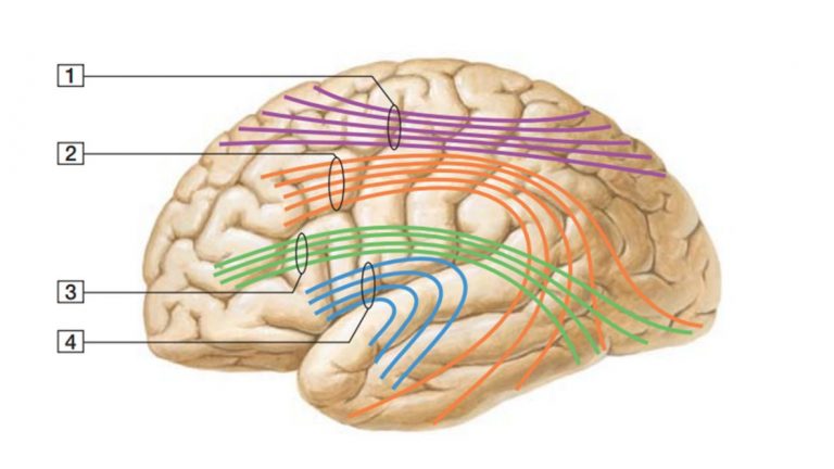 Córtex Cerebral – Anatomia Papel E Caneta