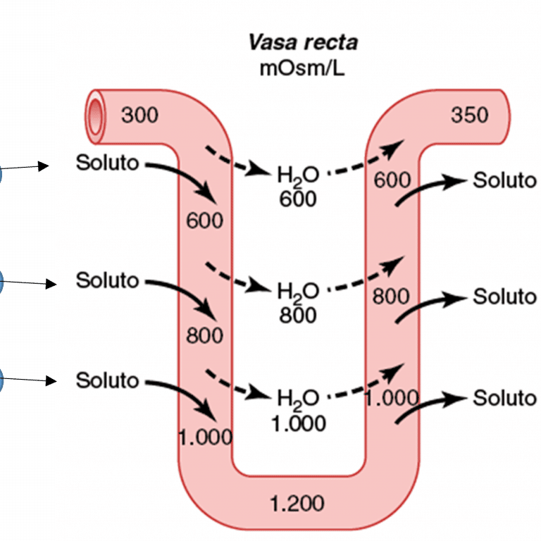 Imagem15 Anatomia Papel E Caneta