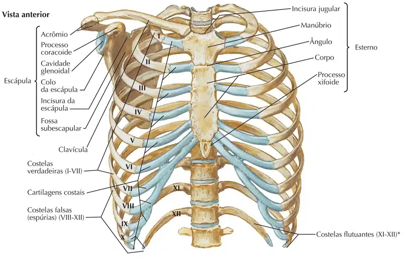 Papo de Enfermagem - No estudo da anatomia, o esqueleto axial é como a  espinha dorsal do nosso corpo. Ele fornece a estrutura e a base para a  nossa postura, protegendo órgãos