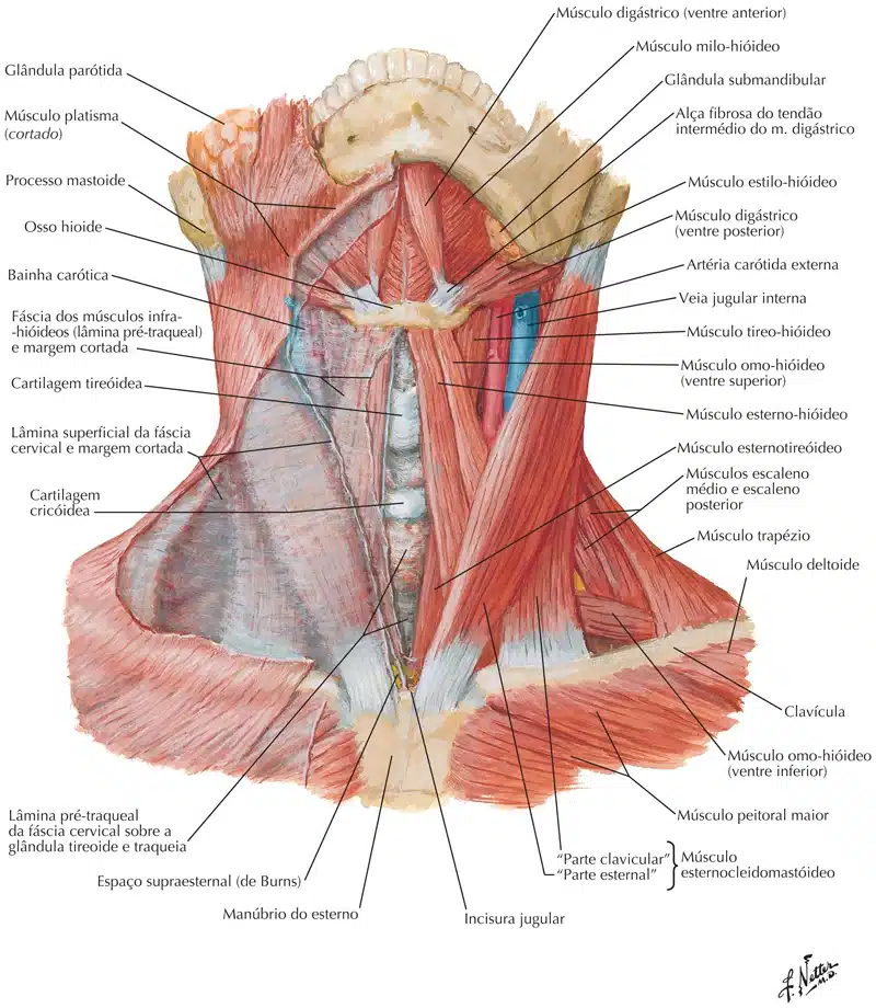 Esqueleto axial e apendicular – Anatomia papel e caneta