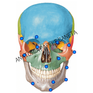 Ossos da cabeça, Anatomia papel e caneta