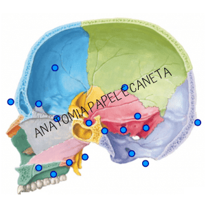 Ossos da cabeça, Anatomia papel e caneta