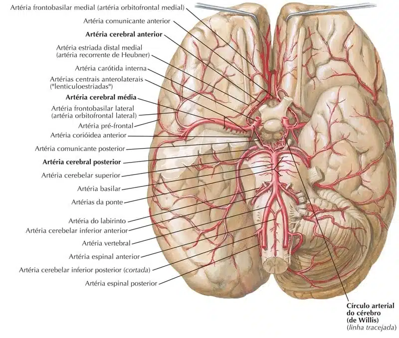 Arterias Do Cerebro