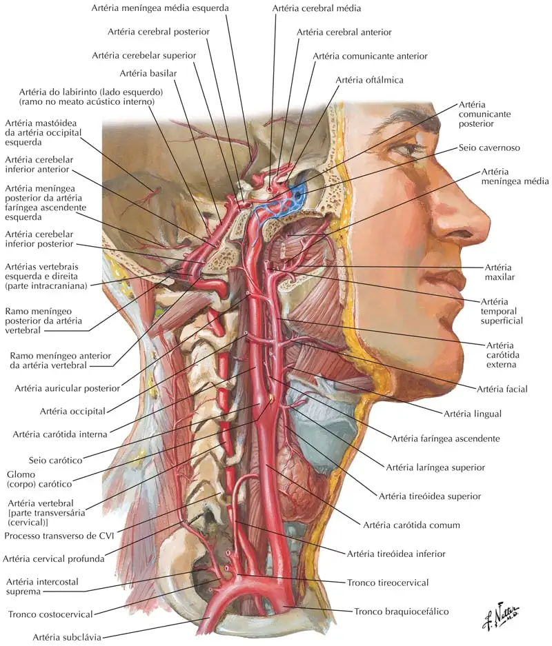 Ossos da cabeça, Anatomia papel e caneta