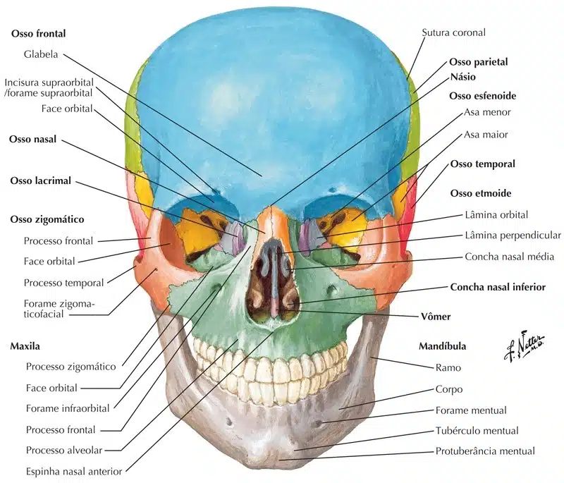 Ossos da cabeça, Anatomia papel e caneta