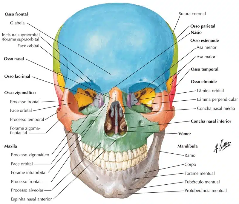 Mandíbula - Vista Medial  Anatomia dos ossos, Anatomia cabeça e pescoço,  Crânio anatomia