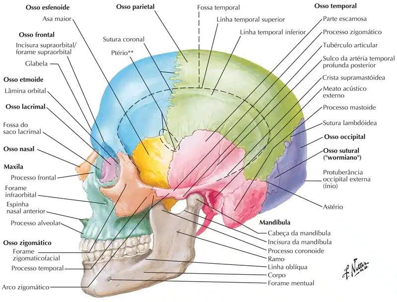 Mandíbula - Vista Medial  Anatomia dos ossos, Anatomia cabeça e pescoço,  Crânio anatomia