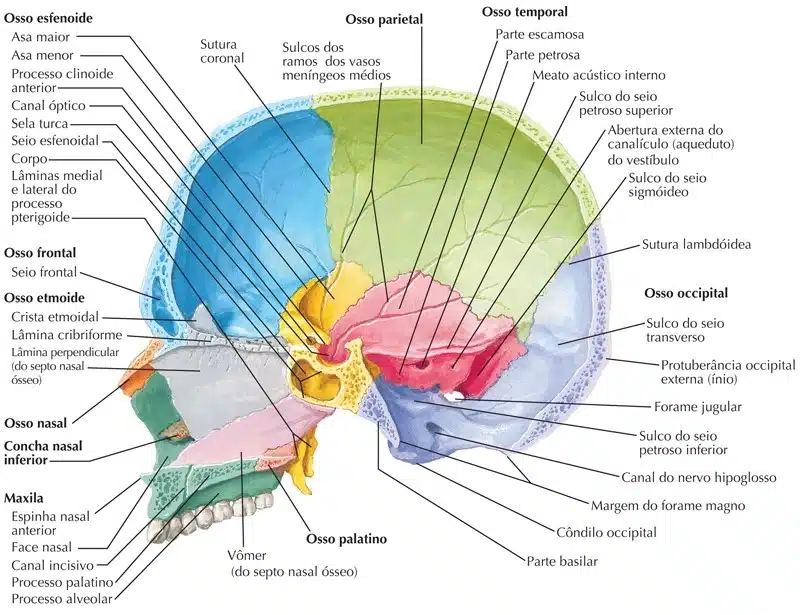 Ossos da cabeça, Anatomia papel e caneta