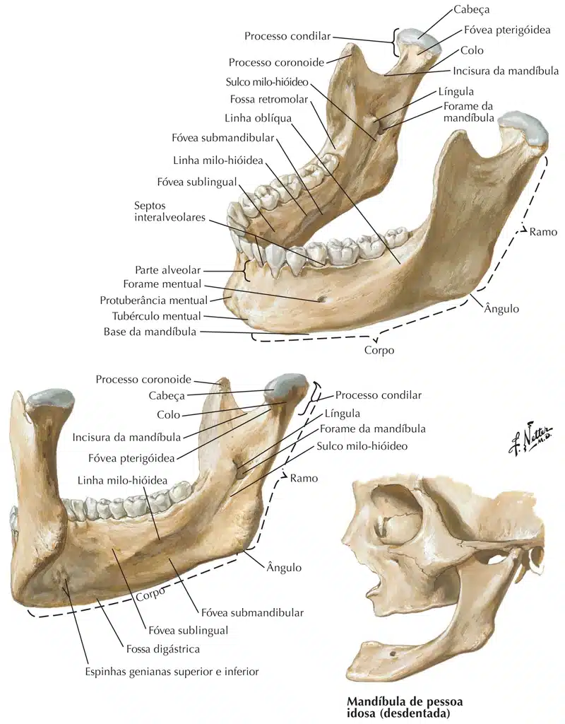 Osso mandíbula (aspecto dorsal).