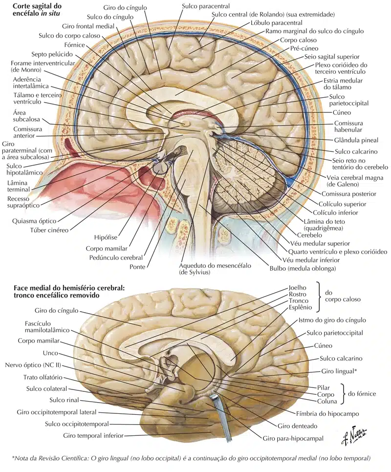 Lobos cerebrais – Anatomia papel e caneta