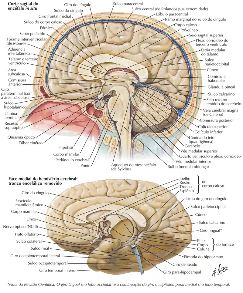 Ossos da cabeça, Anatomia papel e caneta