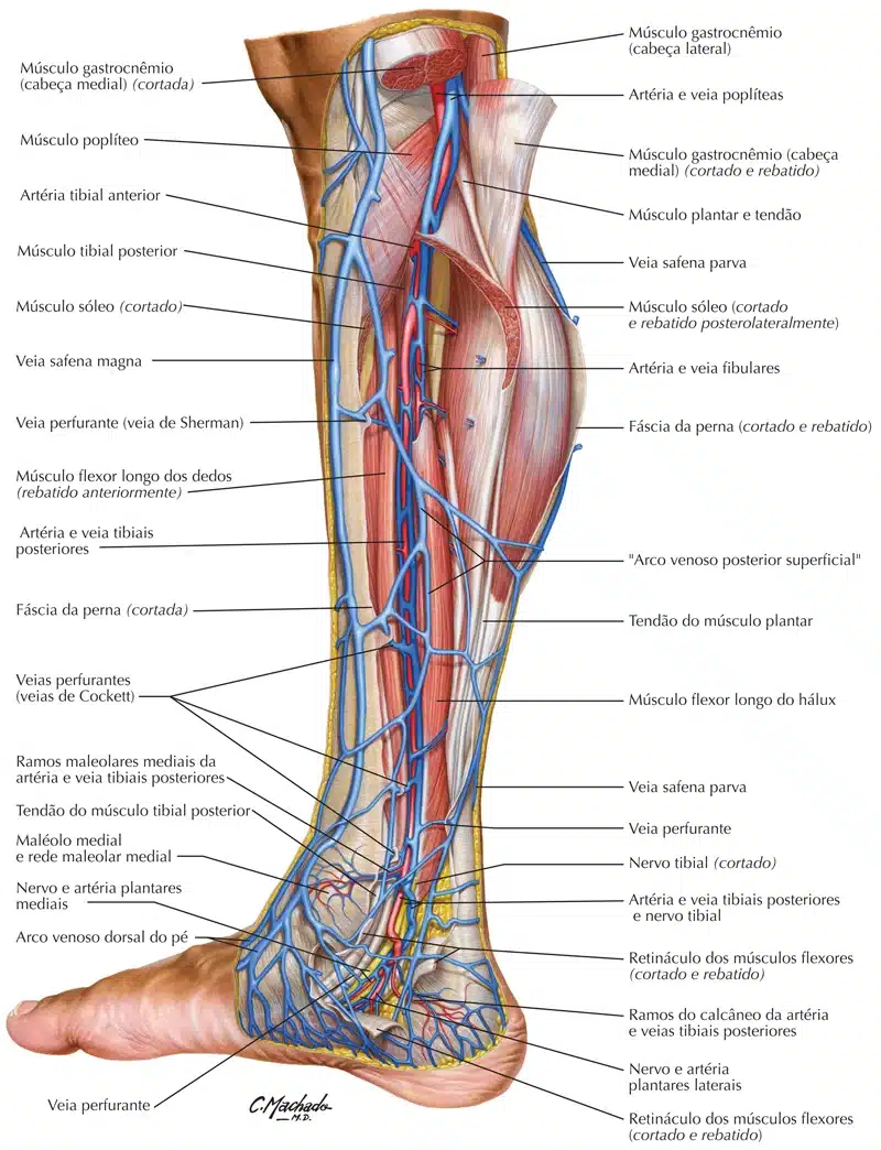 Membros Inferiores Veias Anatomia Papel E Caneta