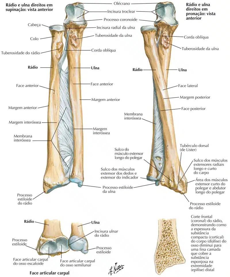 Ossos da cabeça, Anatomia papel e caneta