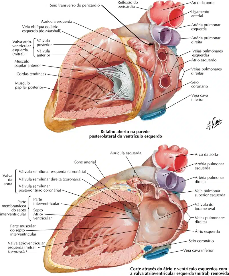 Ossos da cabeça, Anatomia papel e caneta